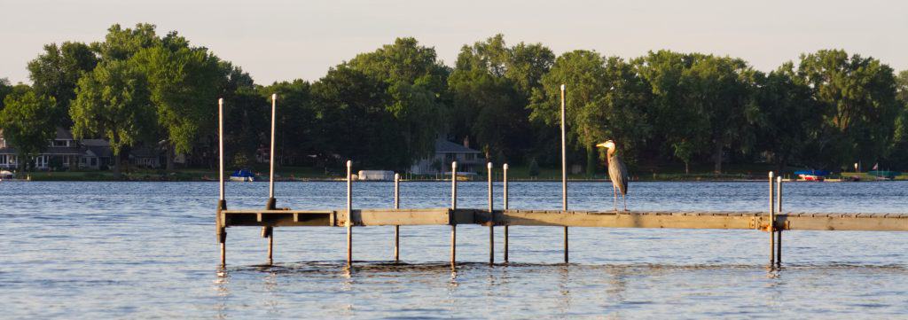 Heron on Dock