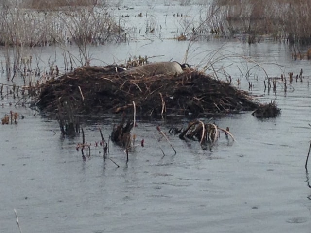 Loon Nest