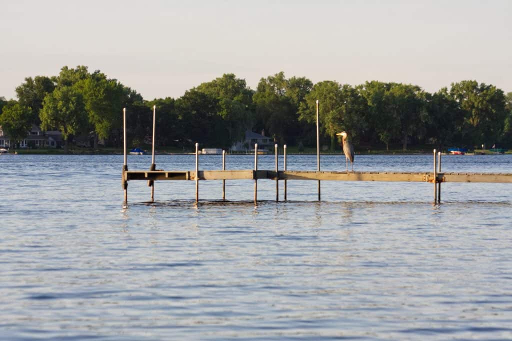 Heron on Dock Lake Owasso