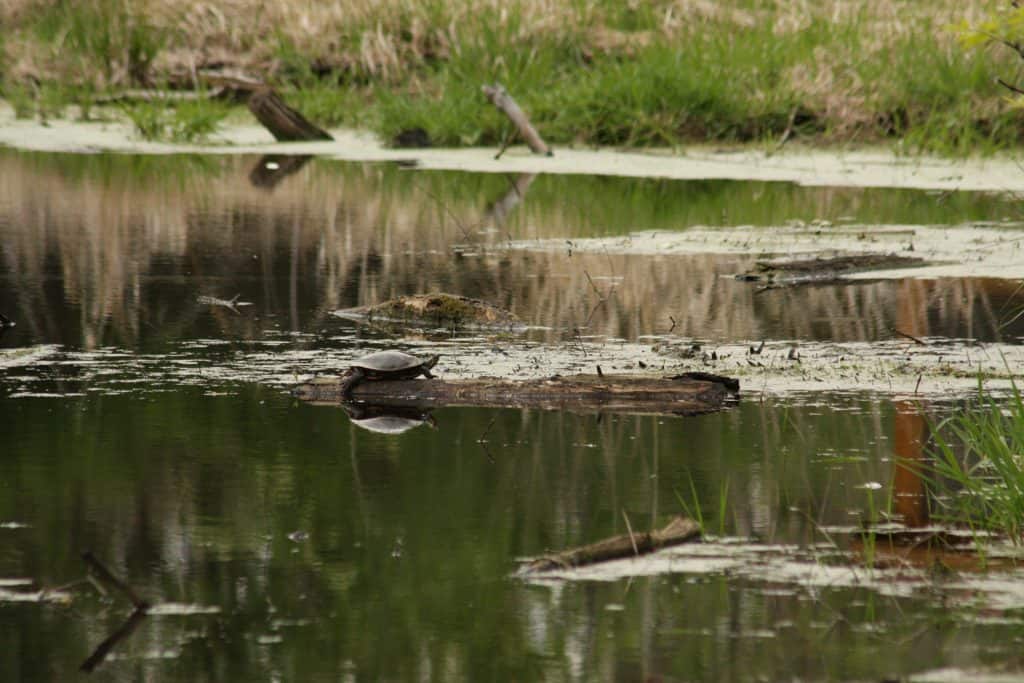 Turtles at South End of Lake Owasso