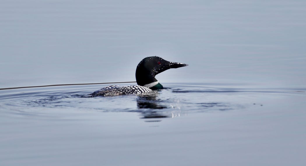 Loon