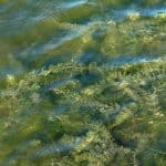 Eurasion Water Milfoil