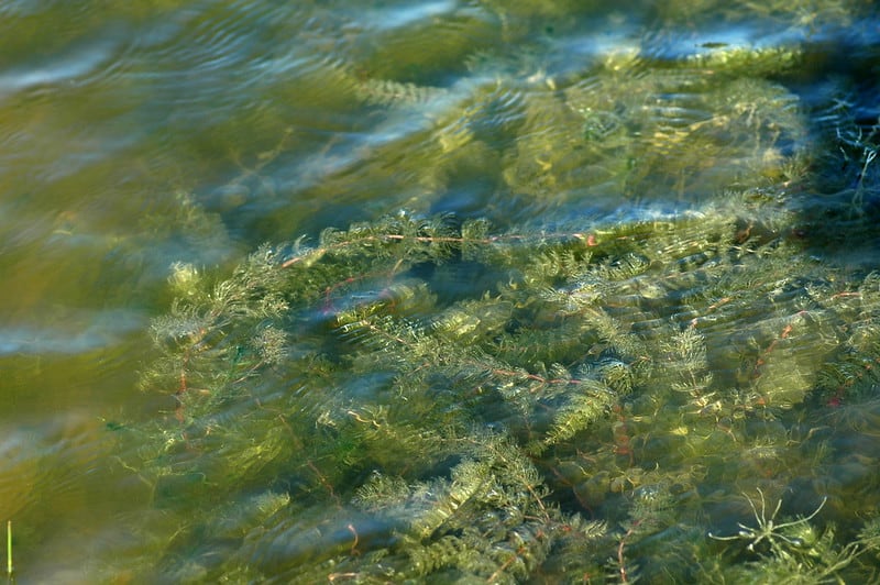 Eurasion Water Milfoil