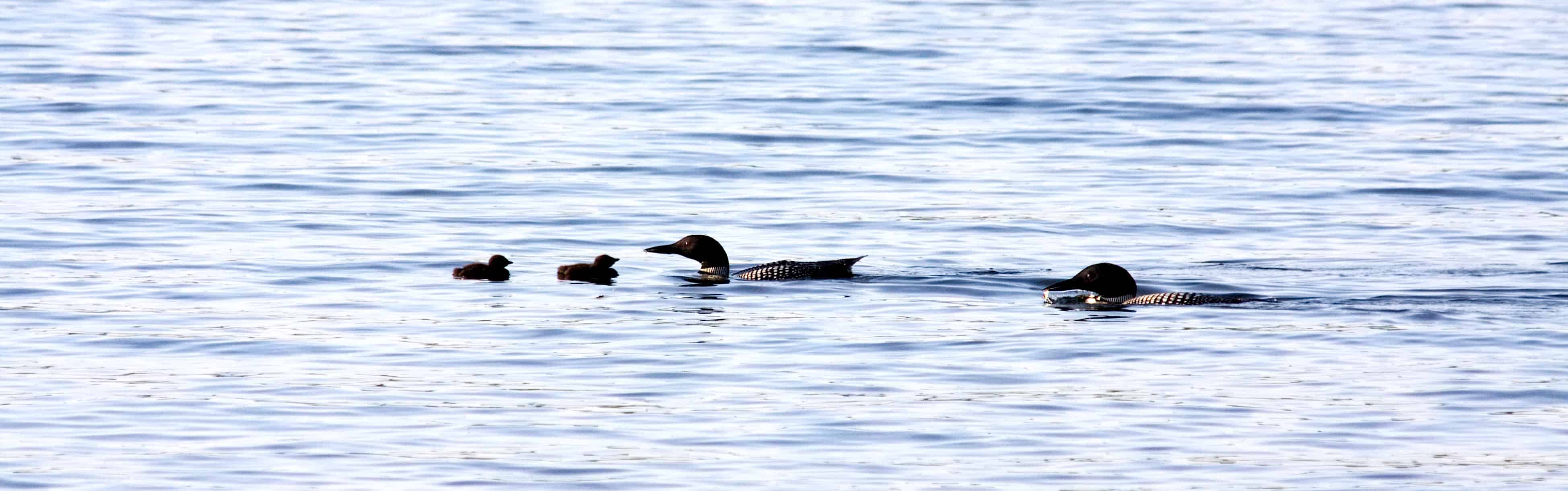 Loon Family