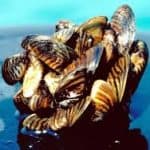 Zebra Mussels