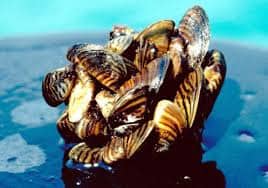 Zebra Mussels