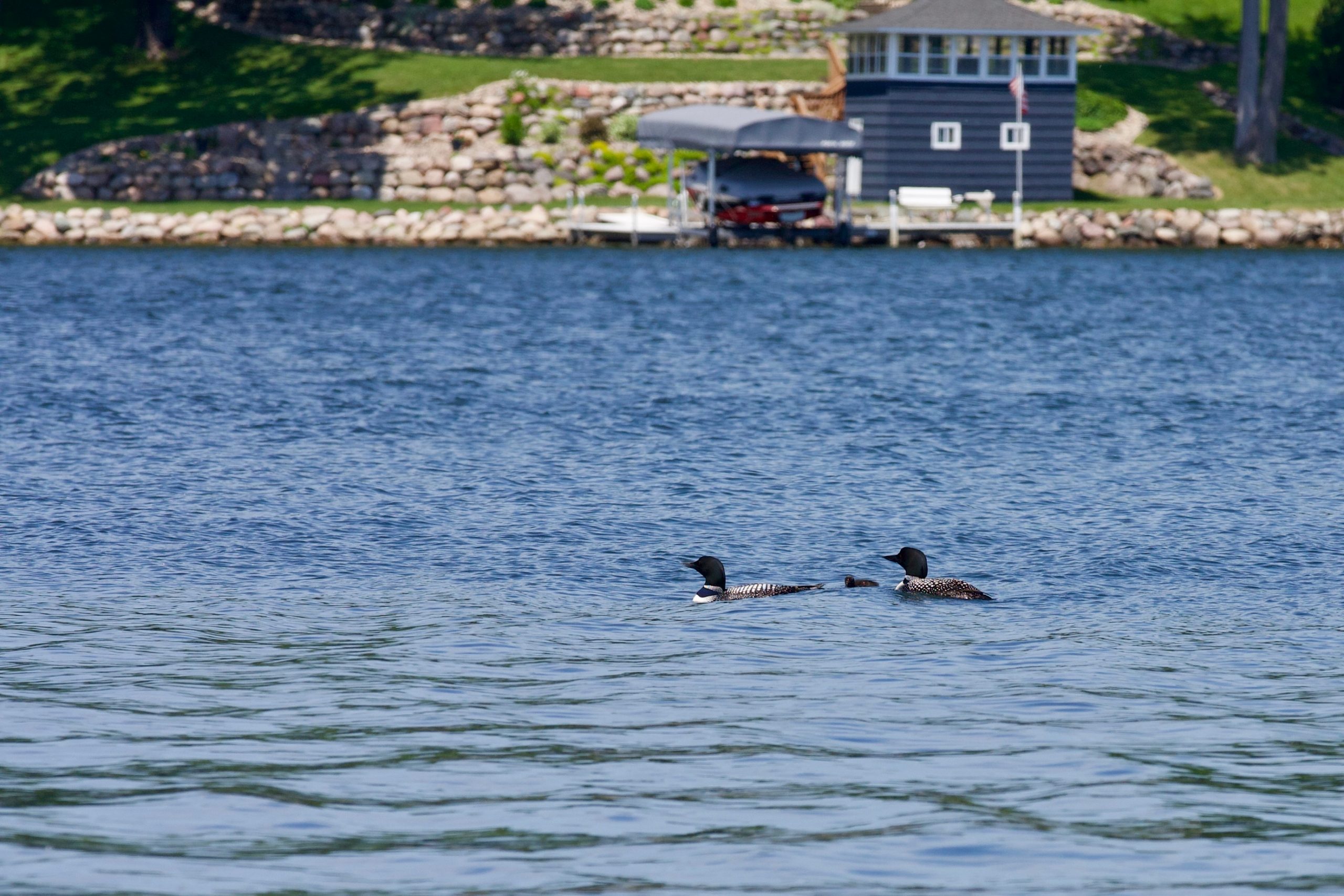 Owasso Loon Family