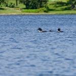 Lake Owasso Loon