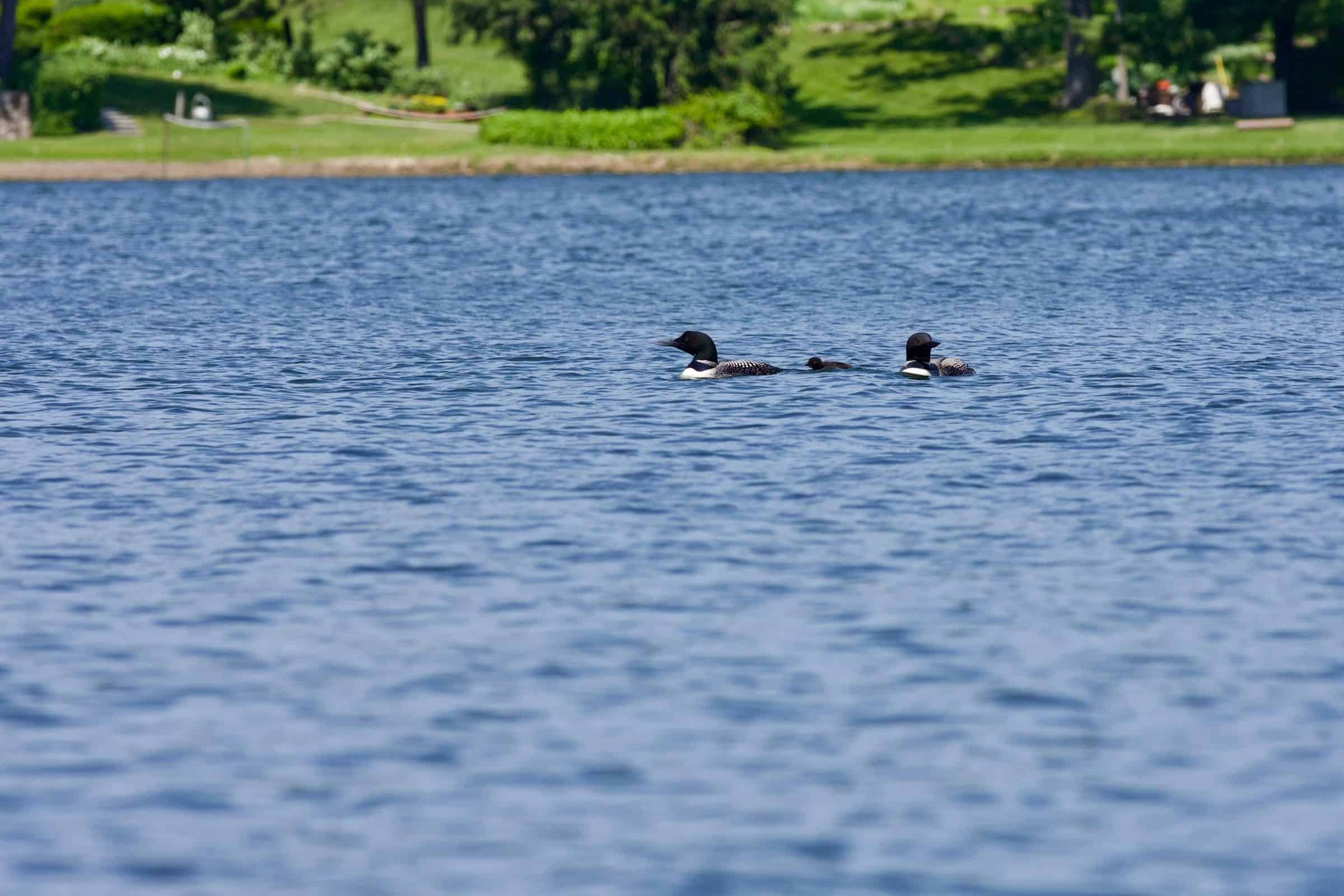 Lake Owasso Loon