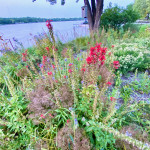 Shoreline restoration on Lake Owasso at 3097 Sandy Hook