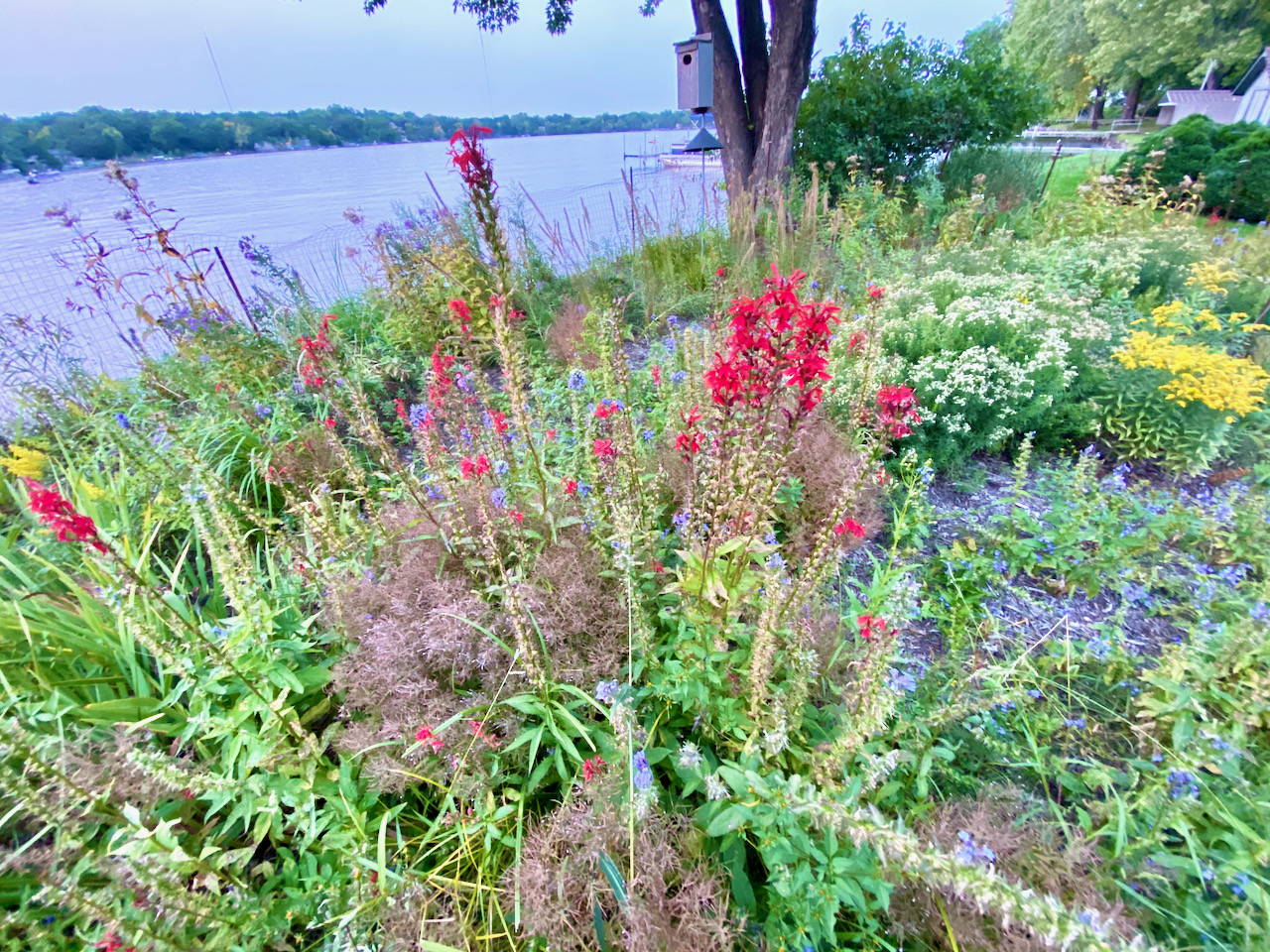 Shoreline restoration on Lake Owasso at 3097 Sandy Hook