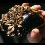 Zebra Mussels - Photo: USFWS