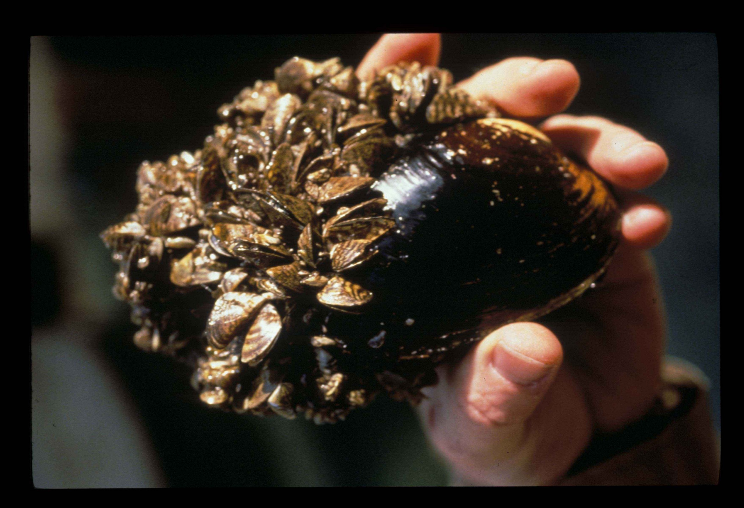 Zebra Mussels Confirmed In Lake Owasso In Ramsey County