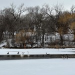 Swans at aerator