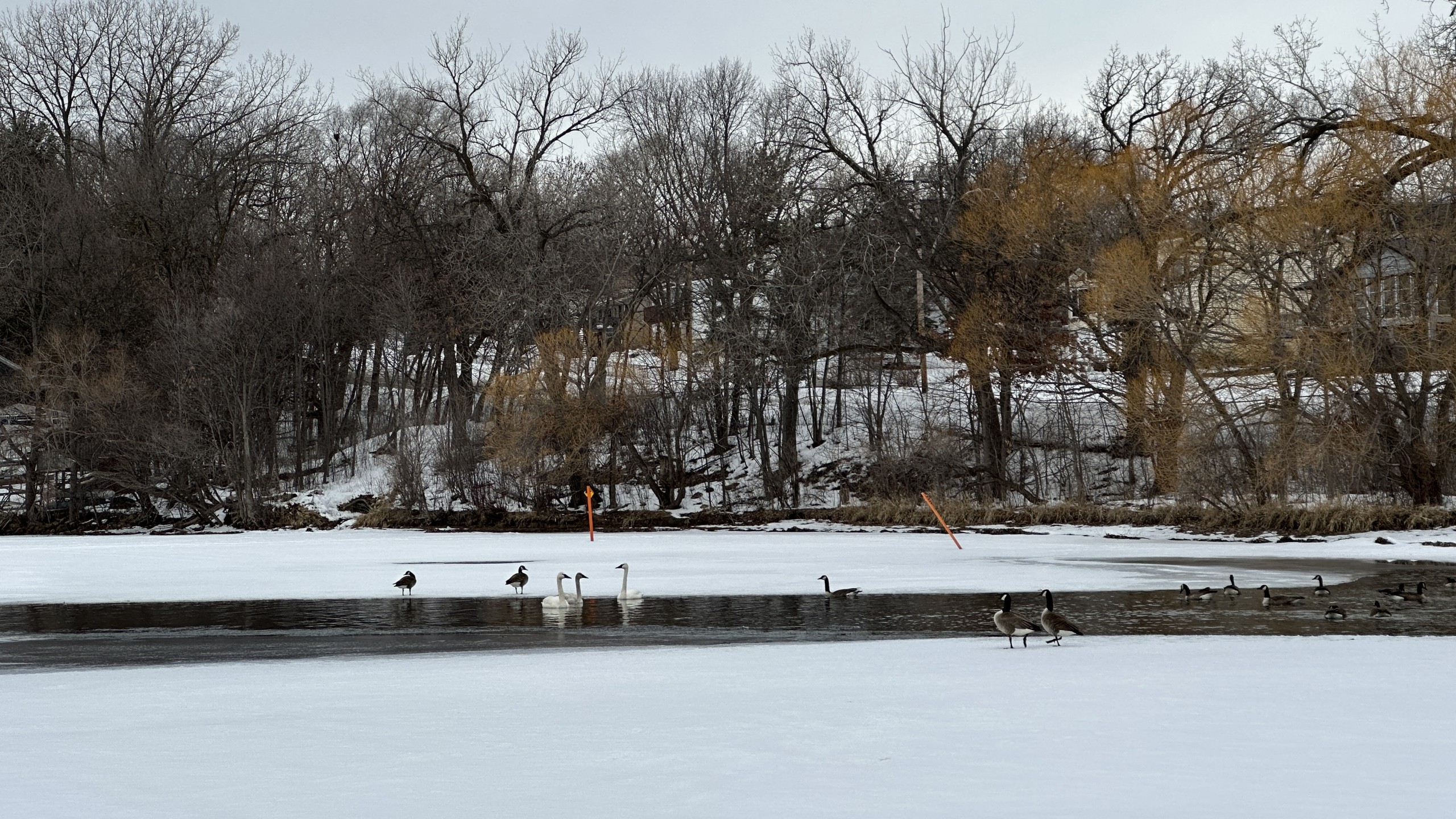 Swans at aerator