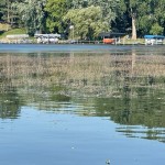 Eurasian Water Milfoil on Lake Owasso